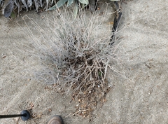 Sonorelix borregoensis