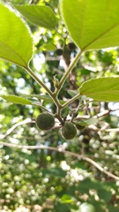 Broussonetia papyrifera