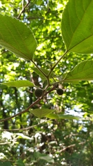 Broussonetia papyrifera
