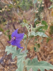 Solanum houstonii