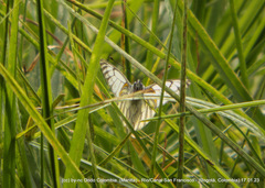 Tatochila xanthodice