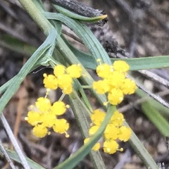 Bupleurum bicaule