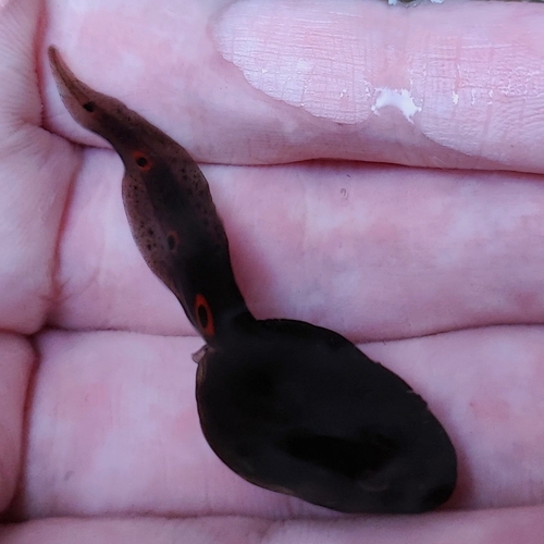 Phang Nga Hill Frog, Clinotarsus penelope