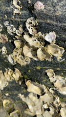 Ostreidae