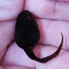 Clinotarsus penelope