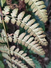 Dryopteris sparsa