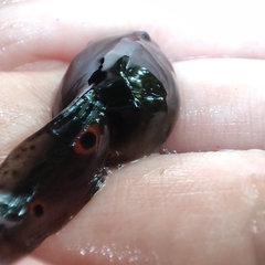 Clinotarsus penelope