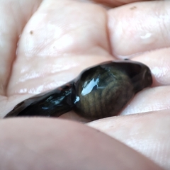 Clinotarsus penelope