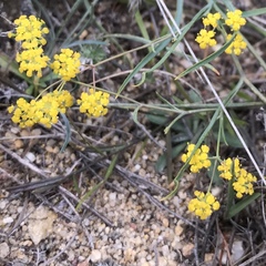 Bupleurum bicaule