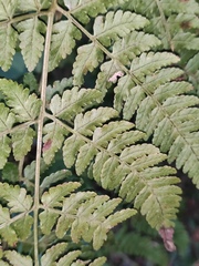 Dryopteris sparsa