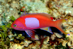 Pseudanthias pleurotaenia
