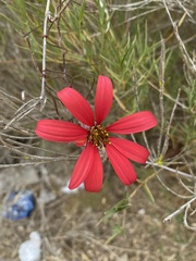 Mutisia subulata