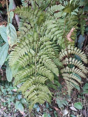 Dryopteris sparsa
