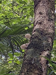 Fungi