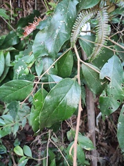 Styrax suberifolius