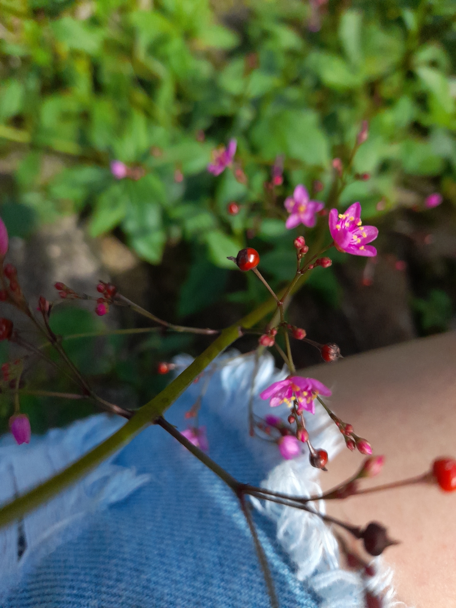 Talinum paniculatum