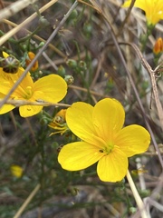 Linum macraei