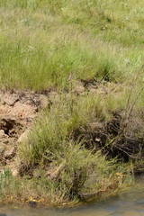 Satyrium longicauda longicauda