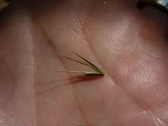 Elymus macgregorii