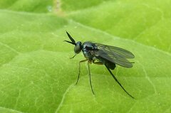 Rhaphium