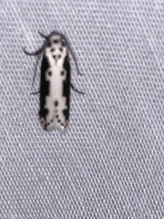 Ethmia semilugens