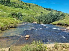 Satyrium longicauda longicauda