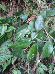 Styrax suberifolius