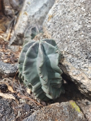 Echinocereus subinermis subinermis