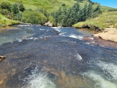 Satyrium longicauda longicauda