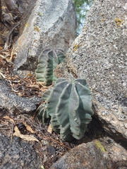 Echinocereus subinermis subinermis