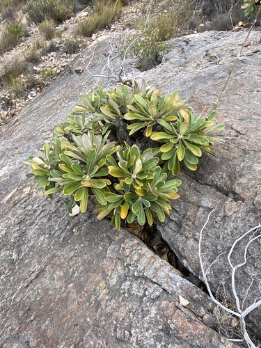 Butterfly Cushionbush (Oldenburgia papionum)