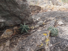 Echinocereus subinermis subinermis