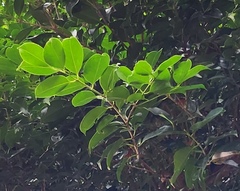 Syzygium simile
