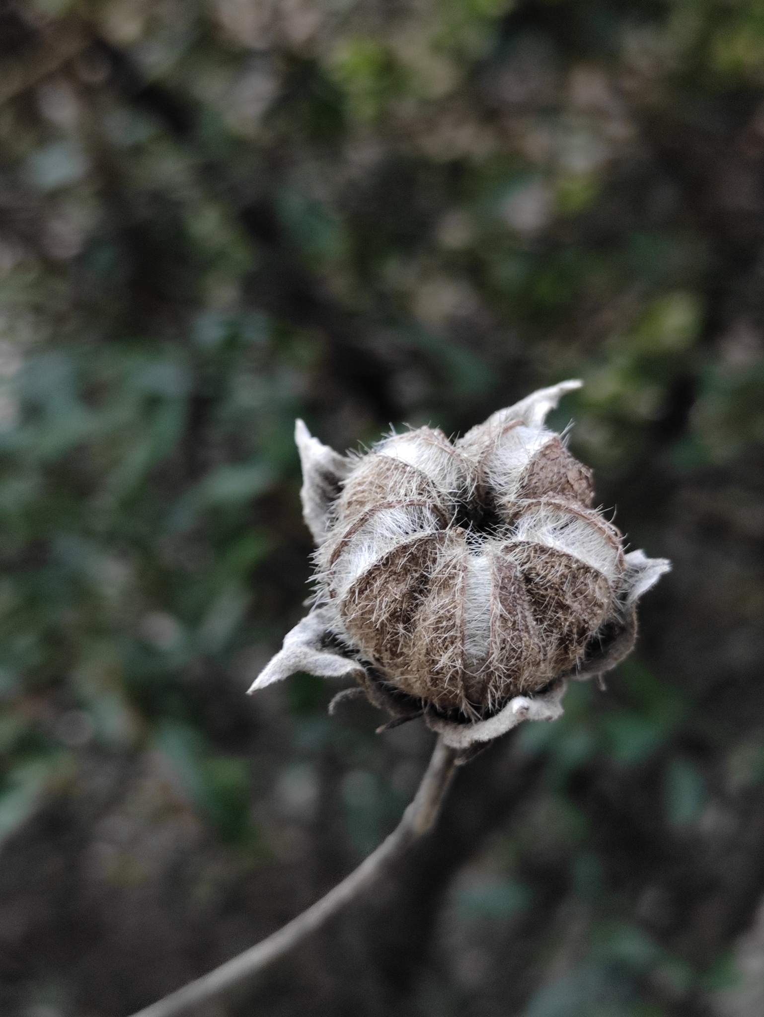 Changeable Rose-mallow (Hibiscus mutabilis) · iNaturalist