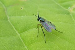 Rhaphium