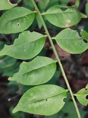Zanthoxylum scandens