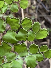 Adiantum