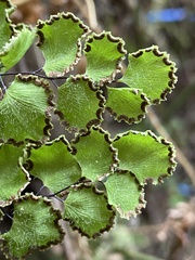 Adiantum
