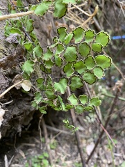 Adiantum