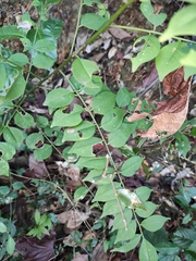 Zanthoxylum scandens