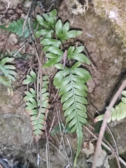 Pteris dispar