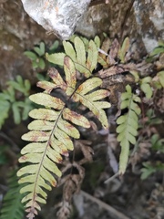Pteris dispar