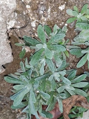 Pseudognaphalium affine