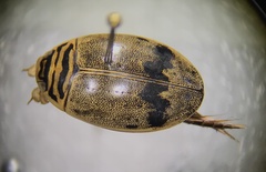 Thermonectus nigrofasciatus