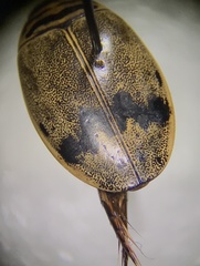 Thermonectus nigrofasciatus
