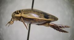 Thermonectus nigrofasciatus