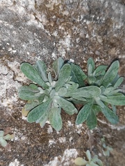 Pseudognaphalium affine