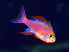 Pseudanthias randalli