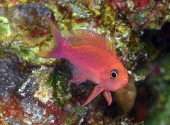 Pseudanthias randalli