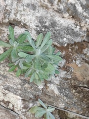 Pseudognaphalium affine